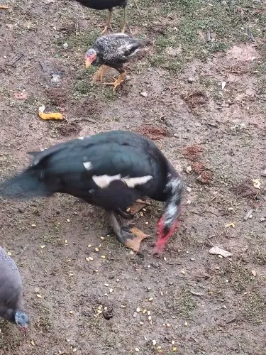 Patos