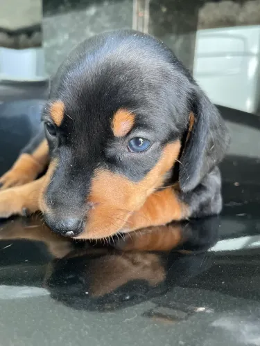 Dachshund