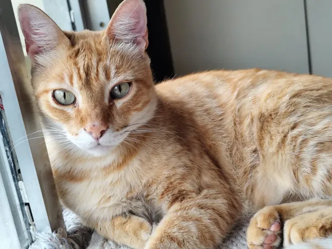 PROCURO MEU GATINHO RYAN
