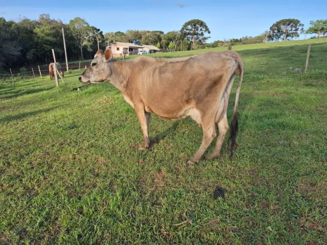 Vendo vaca gersy