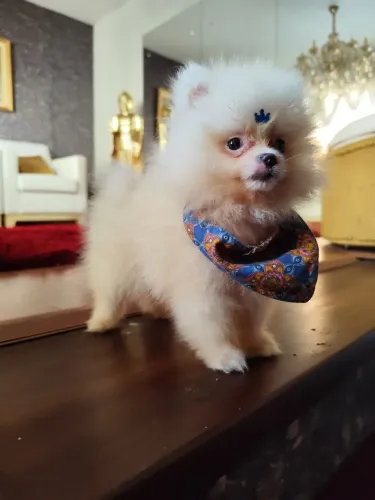 Lulu da Pomerânia