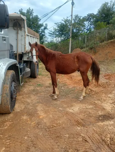 Cavalo garanhão Paulista