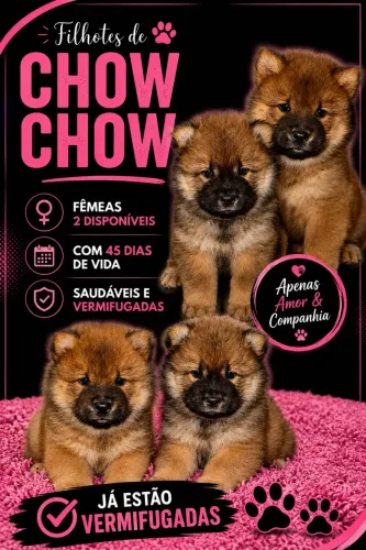 Cachorro chow chow 