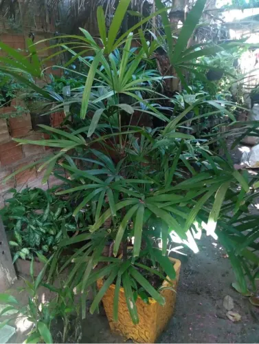 Plantas palmeiras ráfia 