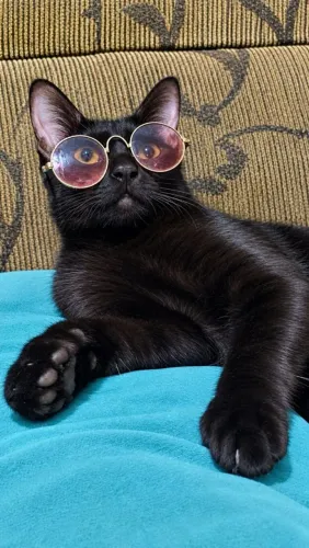 Gato castrado para adoção