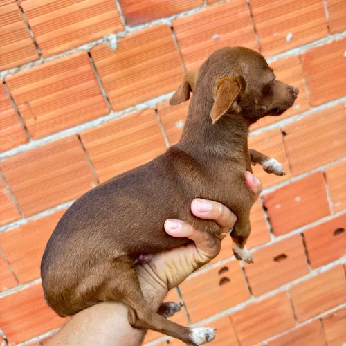 Vendo Pinscher chocolate
