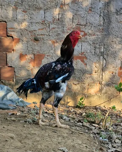 Índio Gigante