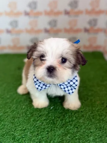 Shih-tzu Macho 