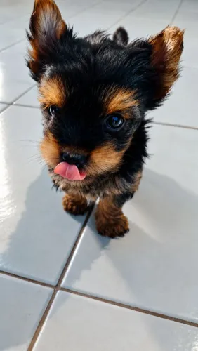Bela Yorkshire Micro Terrier Pedigree