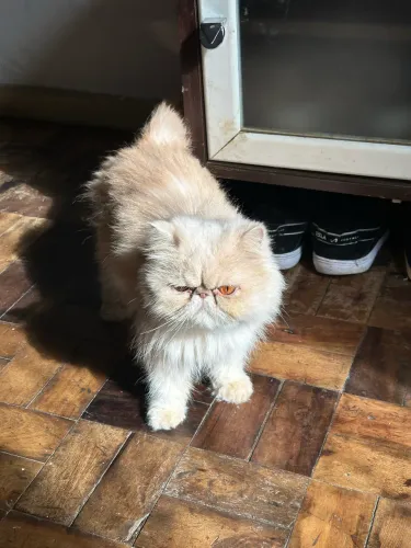 Procuro Gato para Cruzar Persa