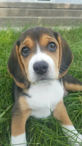 Super fofos Beagle Vacinados 