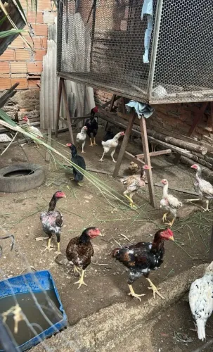 Desfazendo da granja de frango caipira para hoje