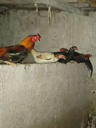 galinhas grandes gordas e saudáveis