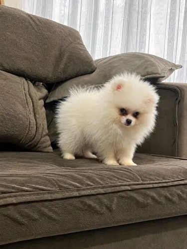 Lulu da Pomerania 