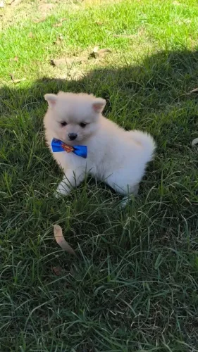 Spitz alemão