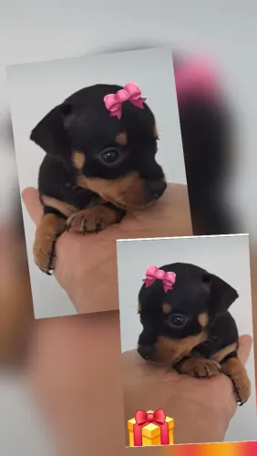 Presenteie quem vc ama linda filhote de pinscher zerinho ja disponível