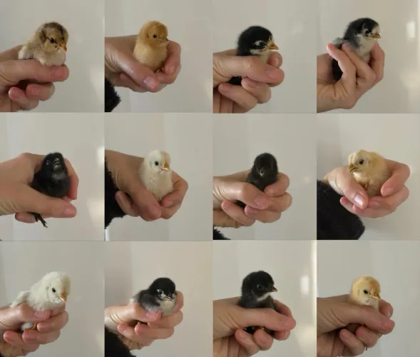 Pintinhos de garnisé 