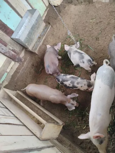 Leitão a venda 
