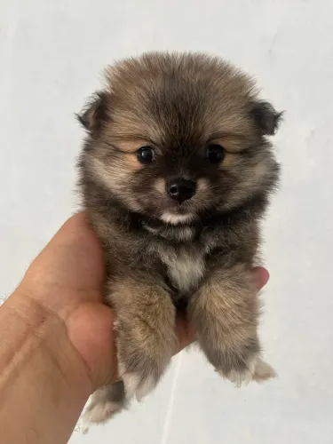 Spitz alemão