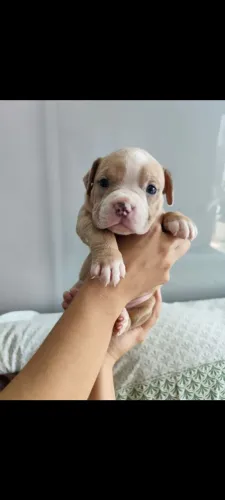 American Bully Pocket Macho - Merle Lilac