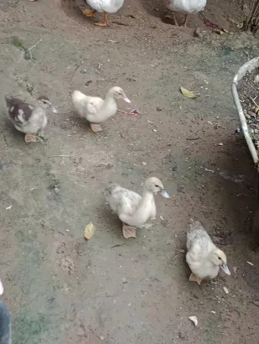 Vendo patos jovens