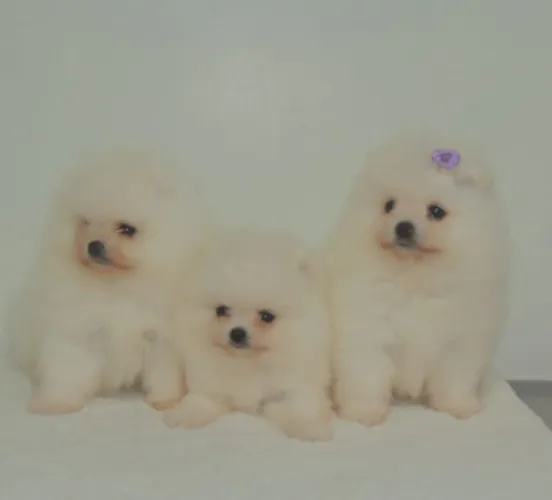 Spitz Alemão Branco Neve Macho