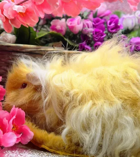 Porquinho da índia Teddy/ inglês/ peruano / Sheltie/ calopsita/ Coelho/ hamster 