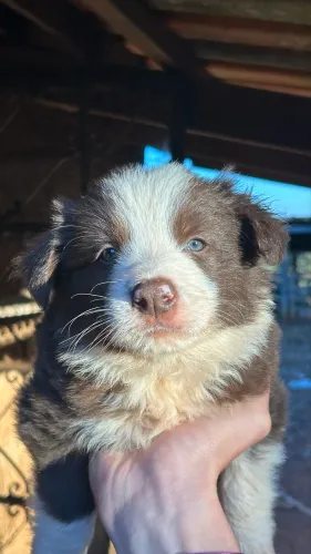Boder collie