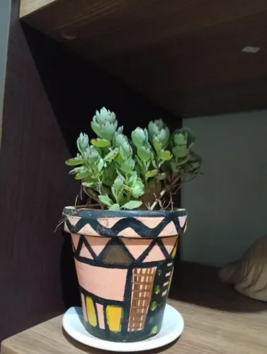 Planta