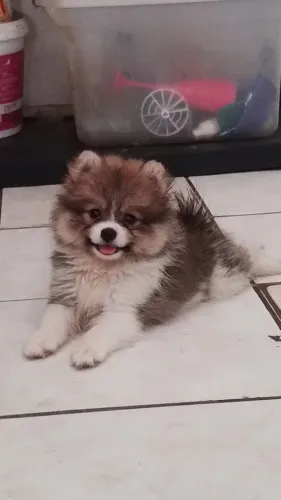 Spitz alemão anão (Lulu da Pomerânia)