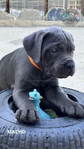 Filhotes machos Cane Corso italiano 