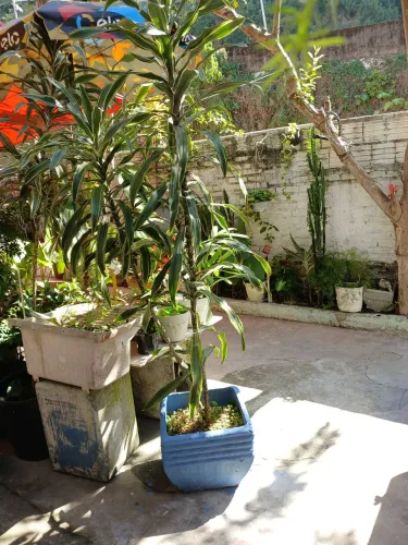 Planta