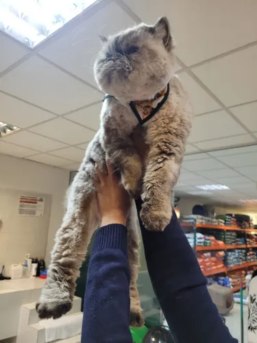 Gato persa a venda