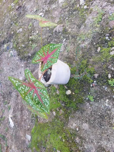 Plantas