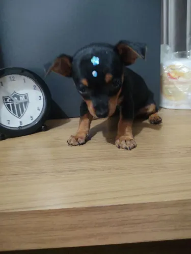 Pinscher fêmea