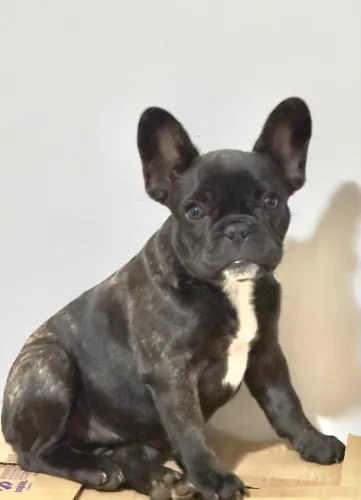 Vendo Bulldog Francês
