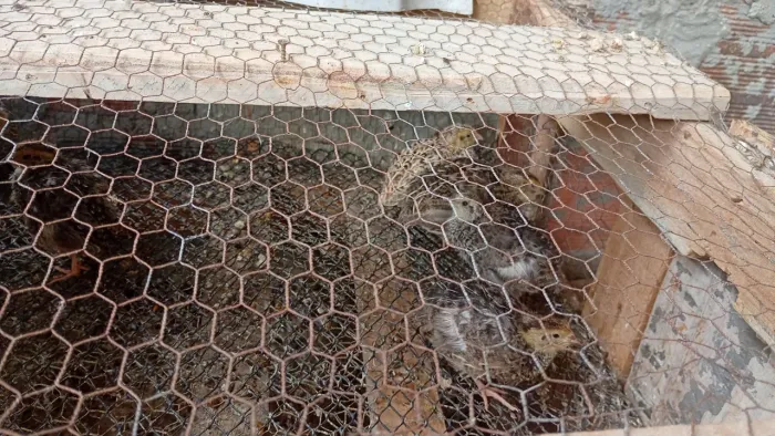 Esterco de codorna não curtido e filhote de cordona chamar ZAP *79