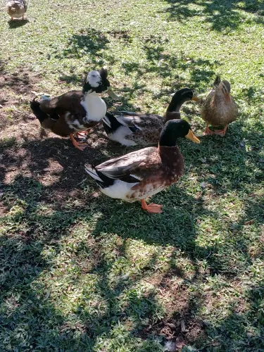 Marrecos da raca rouem adultos machos