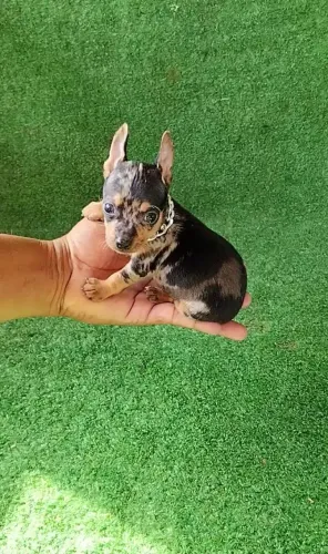 Pinscher exótico alecrim Merlin cromo