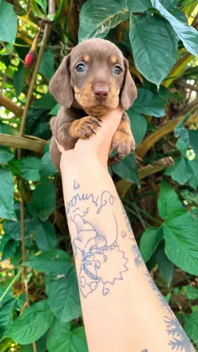 basset dascund com garantia
