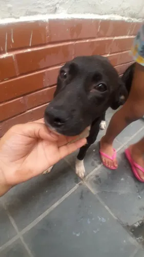 Cachorro