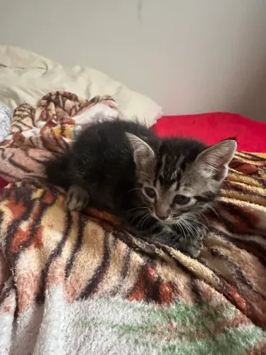 Doação de gatinho