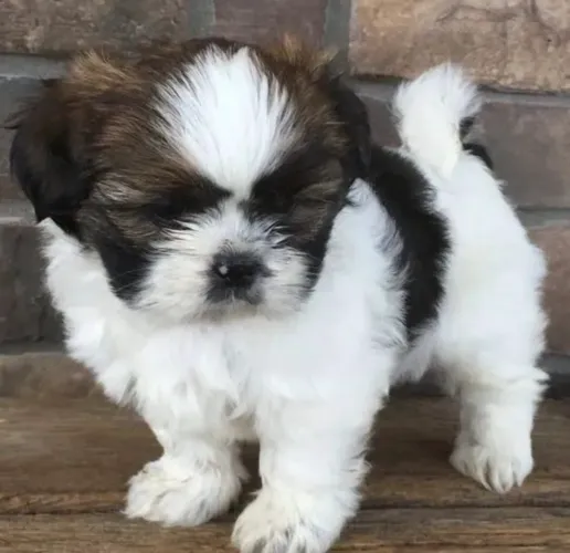 Shih Tzu Fêmea Disponível