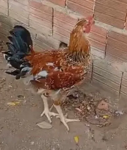 Vendo frango gsb