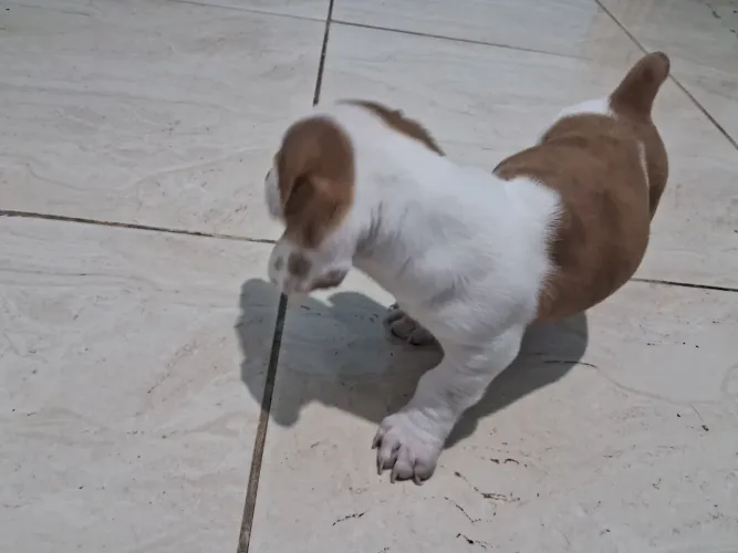Basset