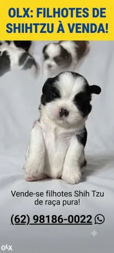 Cachorro shih tzu raça pura