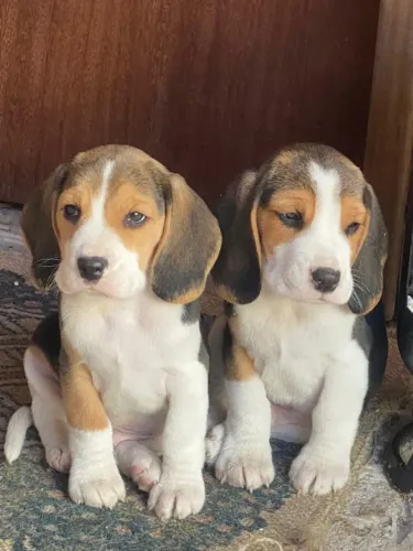 beagles são leopoldo