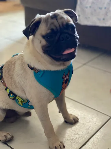 Pug