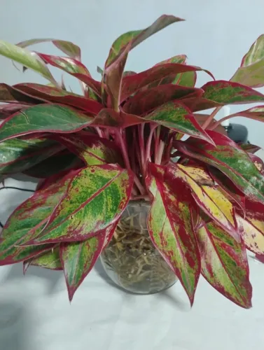 Plantas