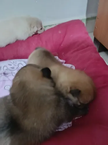 Filhotes de spitz alemão a venda